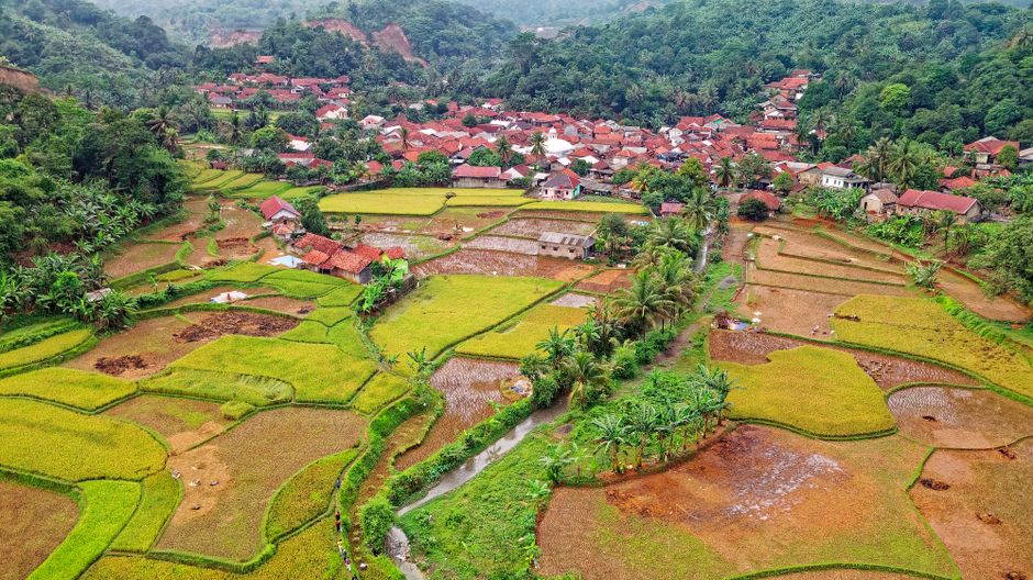 An aerial view of a rural village scene showing terraced agricultural fields with various shades of green and brown, separated by narrow dirt pathways and small irrigation channels. The fields are interspersed with clusters of tall palm trees and other lush vegetation. Beyond the fields, there is a densely populated residential area with closely packed houses featuring red roofs, situated at the base of surrounding forested hills. The image captures the overall landscape during daylight with clear weather, illustrating a traditional farming community in a hilly terrain. The scene is characteristic of rural land management and small-scale farming within a village environment, viewed from above to highlight the layout and natural surroundings. This contextual landscape complements themes of rural relocation, transportation, and logistical planning for moving services such as those offered by Man with Van West Green.