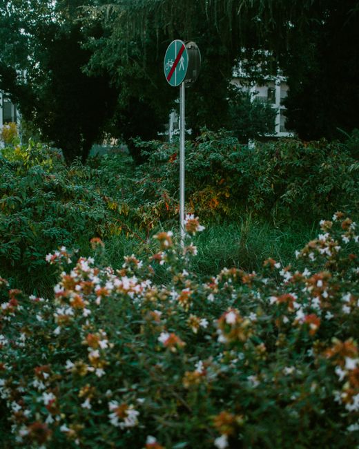 A tall, circular parking restriction sign with a blue background, red border, and red diagonal line across a motorcycle icon, mounted on a metal pole standing amidst a lush garden area filled with green foliage and flowering plants with white and orange blooms. In the background, dense trees and a partial view of a white building are visible, suggesting an outdoor urban or suburban setting near a residential property. The scene appears to be during daylight, under natural lighting conditions, and the sign indicates parking restrictions relevant to a house removal or moving process in the West Green area, as referenced on the webpage for Man with Van West Green’s removals services.