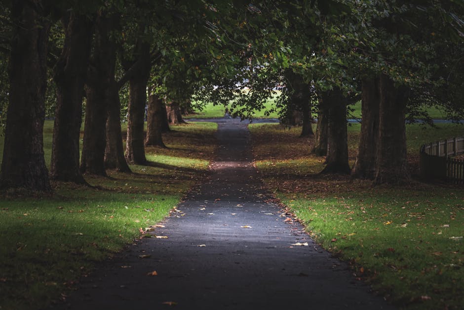 A straight, narrow asphalt pathway lined with mature trees on both sides, their branches extending overhead and creating a canopy of green leaves. The pathway is shaded, with dappled sunlight filtering through the foliage, illuminating sections of the ground. Fallen leaves are scattered along the edges of the path, which appears to be part of a park or garden setting. The surroundings include well-maintained grass areas and a wooden fence visible on the right side. The scene suggests a peaceful outdoor environment, ideal for walking or casual outings, with no visible vehicles or structures obstructing the view. This natural setting could be a location where house removals or relocation services, such as those by Man with Van West Green, might occur, especially when moving items through outdoor spaces to or from properties in the area near Downhills Park, West Green.
